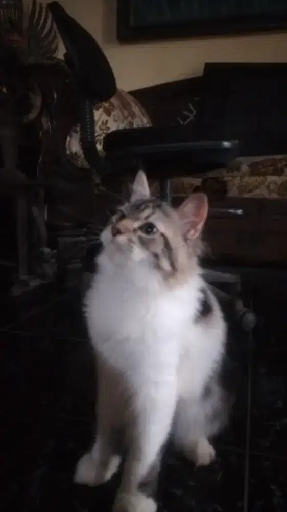 Open adobt kitten munchkin NS (kaki panjang)