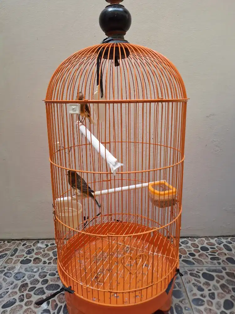 JUAL KENARI JANTAN GACOR BONUS BETINANYA MINUS HANYA MABUNG RAJIN KWIN