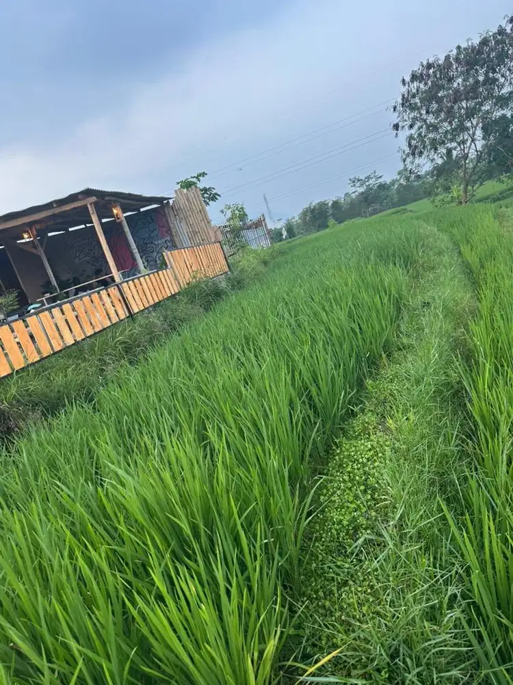 Jual Sawah 35 Tumbak Murah, Lokasi Strategis Garut
