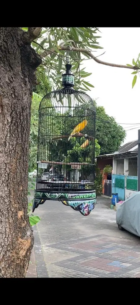 Kenari loper bahan gantangan