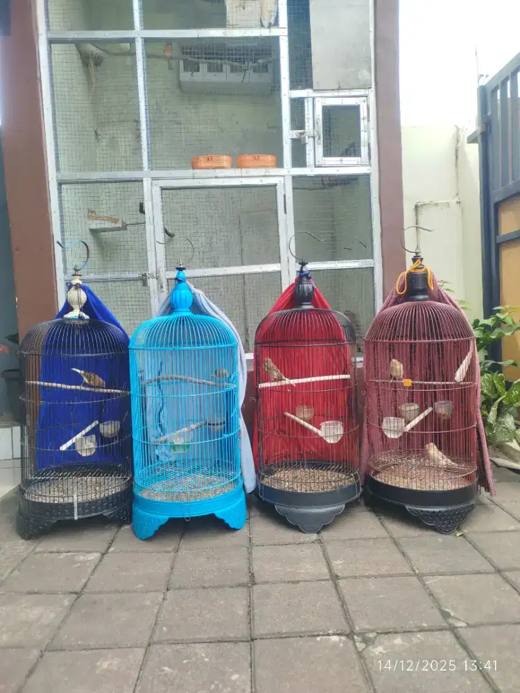 Kenari Jantan Riwikan