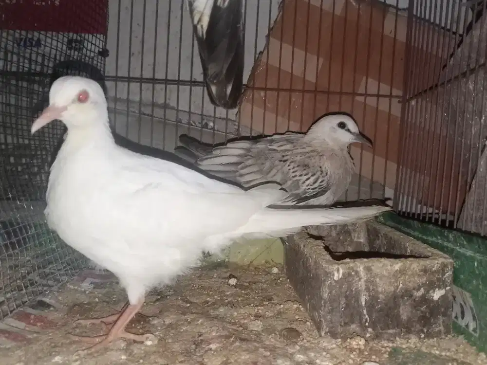 Tekukur Albino MM vs Leopard