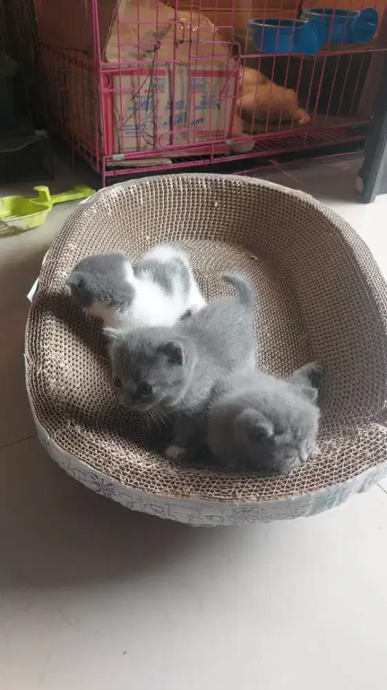 OB kitten BSH munchkin