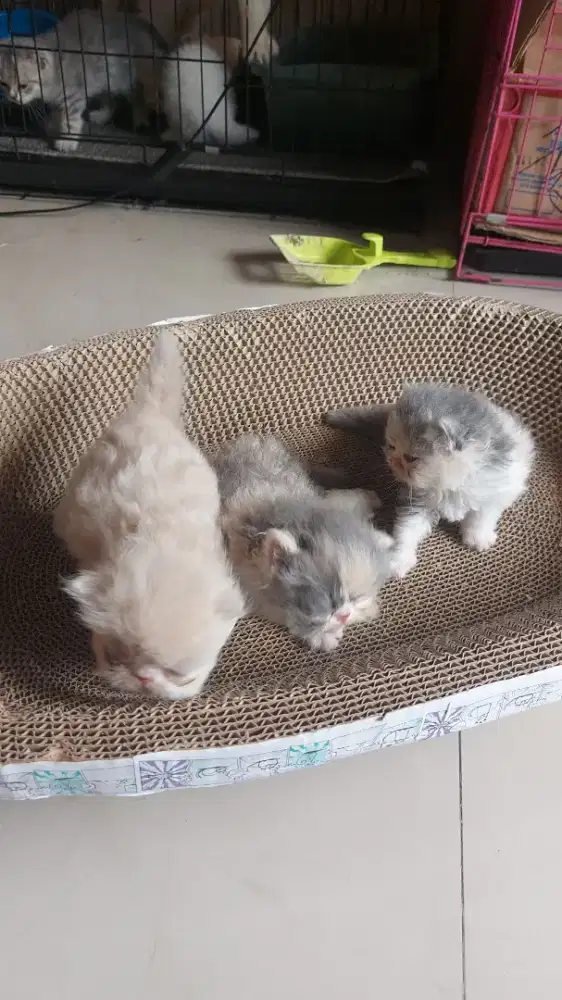 OB kitten Exotic ready 3