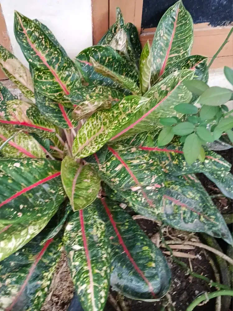 Tanaman hias keldi putih bambu air untuk rumahi taman anda yang serasi