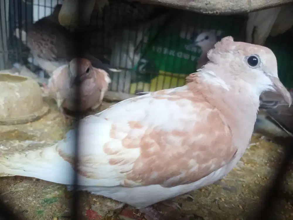 Puter hias mutiara anakam sepasang