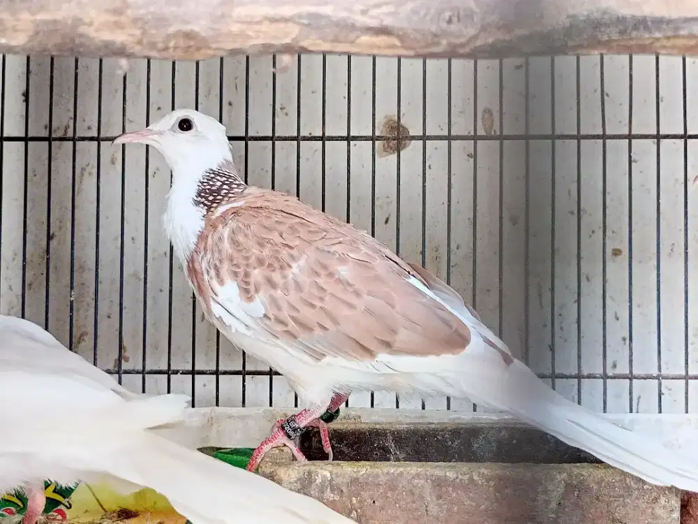 Blorok mkh posible kremino mata merah