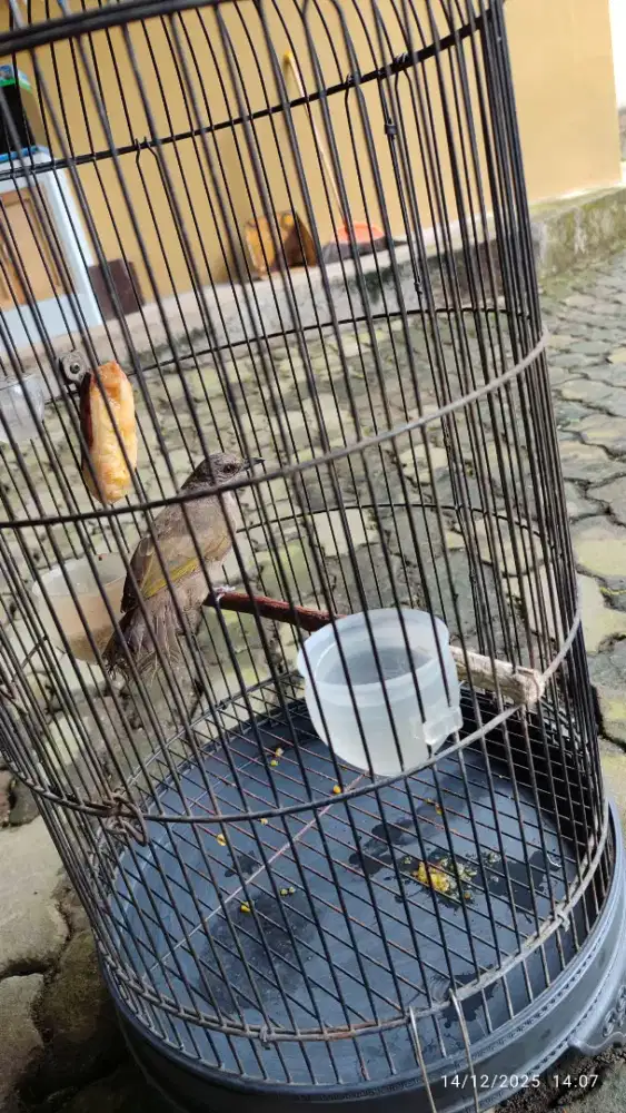 Burung merbah belukar