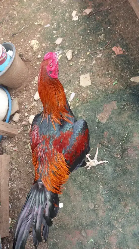 BANGKOK CLASIC MERAH POLOS