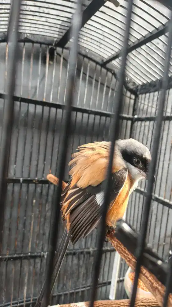 pentet pilis mapan deker