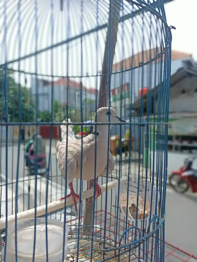 Burung puter cari bt barteran LB