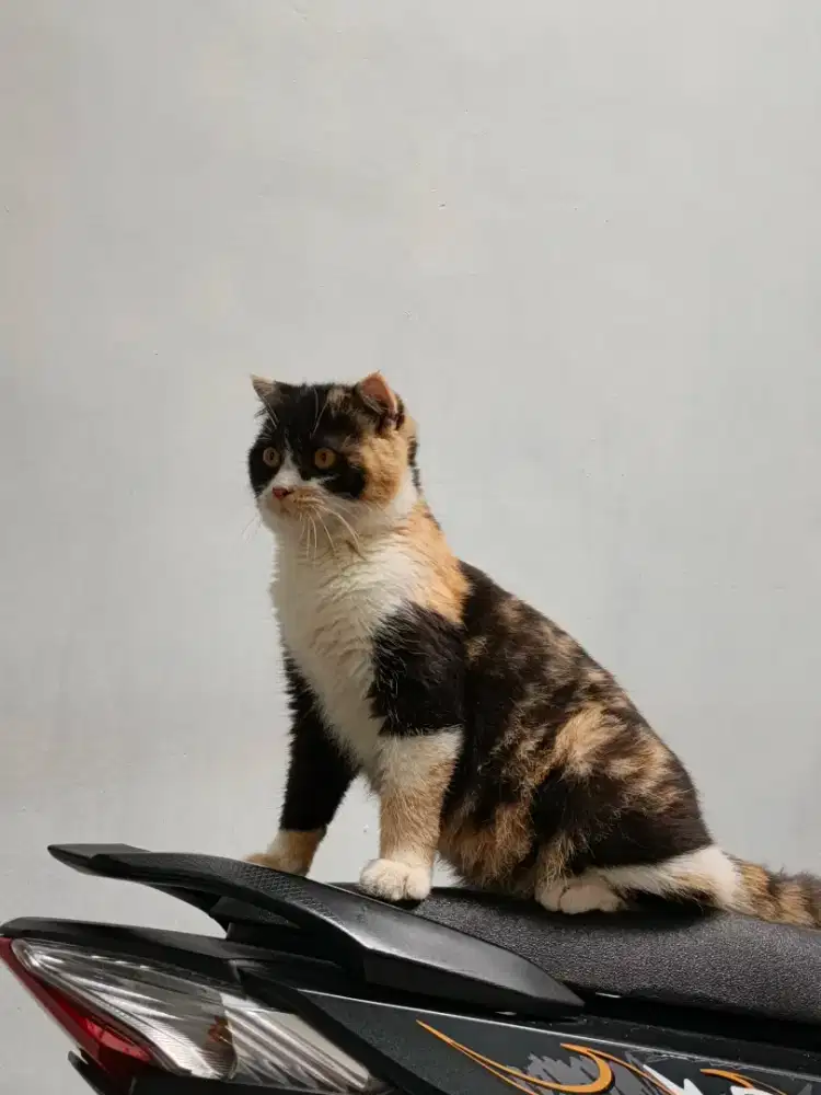 Brittish shorthair scottish fold