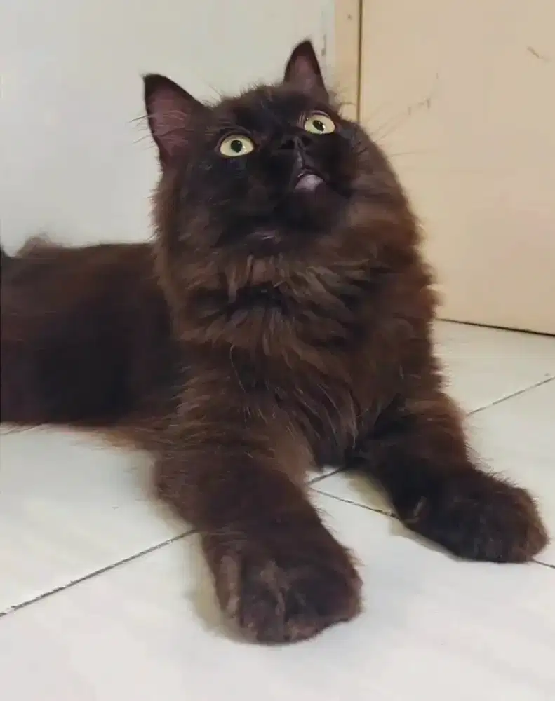 Flatnose Black Smokey