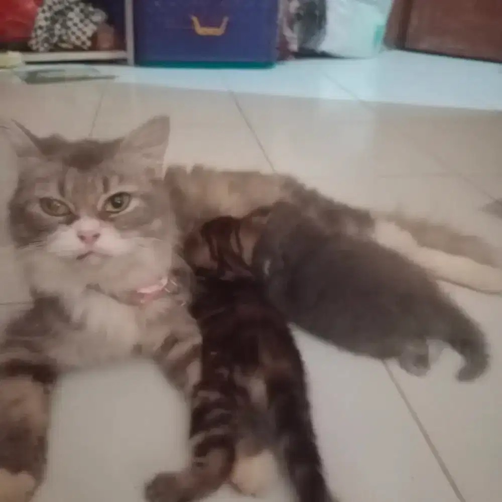 Ada yang mau adopsi kucing anggora