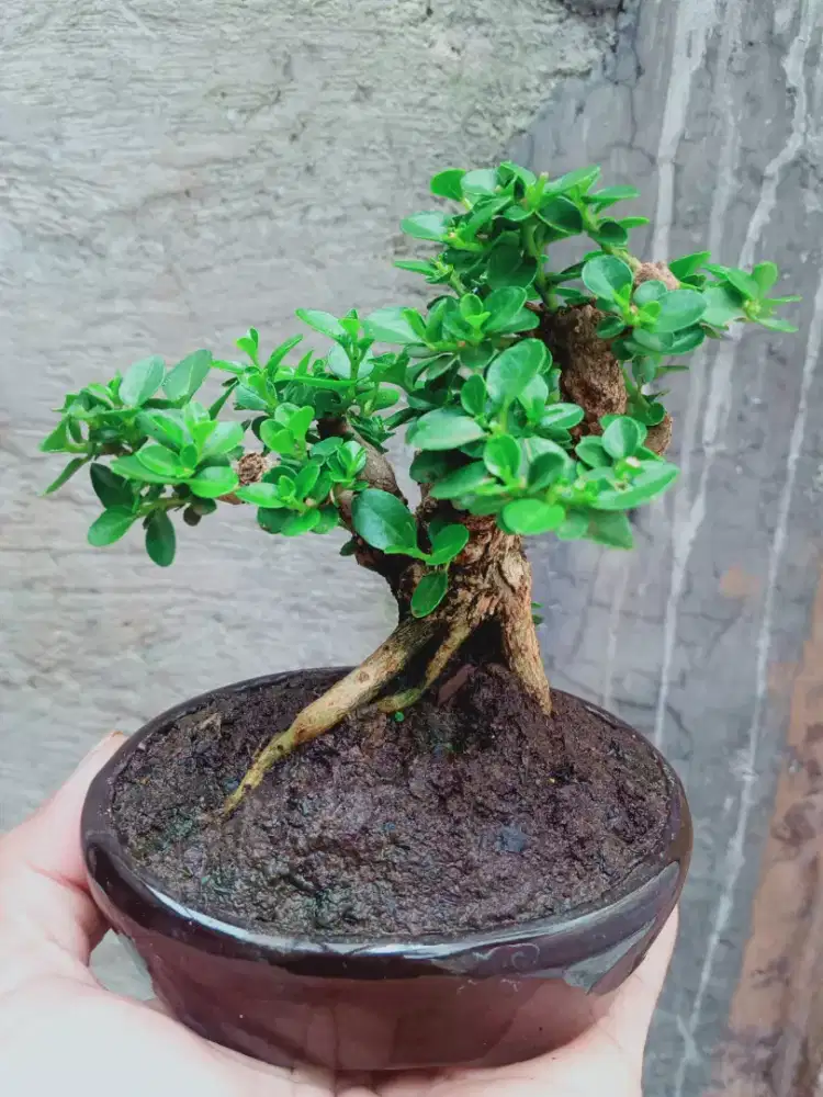 Bonsai Sancang SHITO Pot Keramik