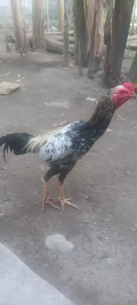 Dijual ayam jawa