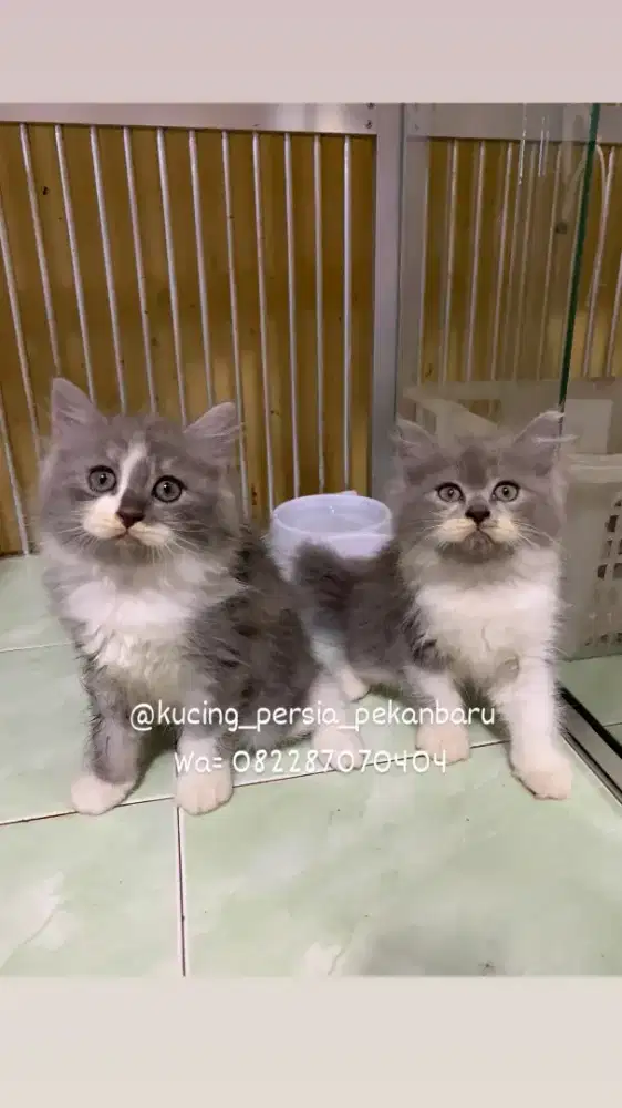 Anakan Persia imut comel bulu panjang