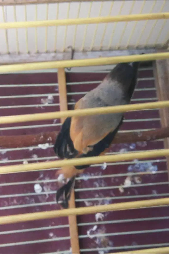 burung cendet jatim sembur