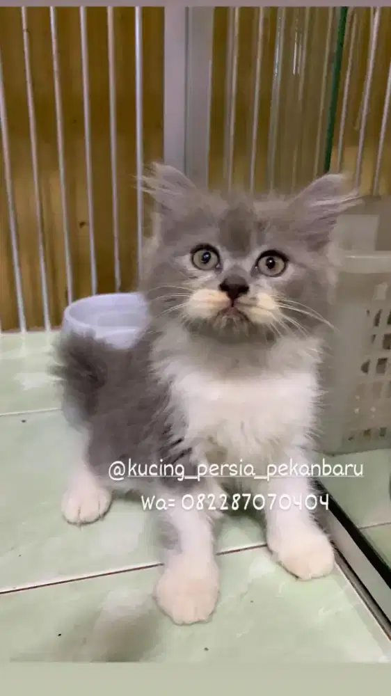 Anakan Persia abu putih imut dan comel bulu panjang