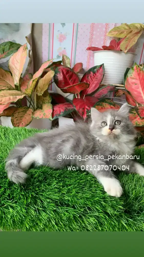 Anakan Persia imut jantan bulu kapas super panjang dan gembul