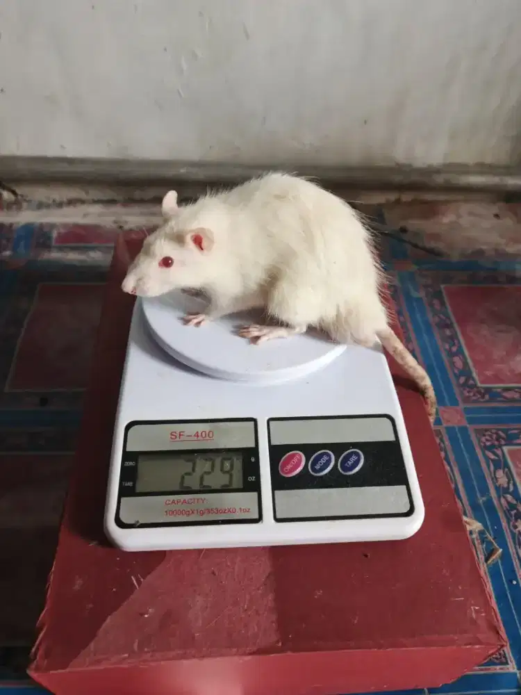 Tikus rad untuk leb atau praktikum
