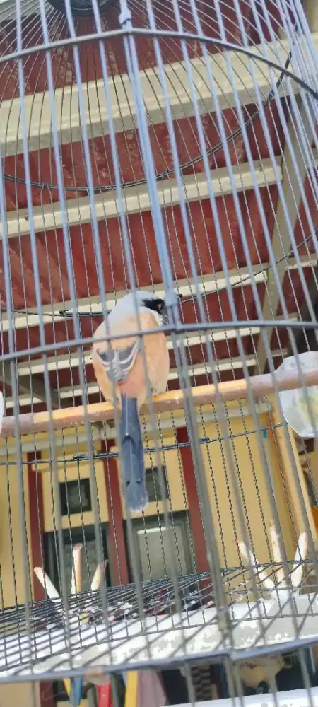 Burung Pentet Pakek Ring