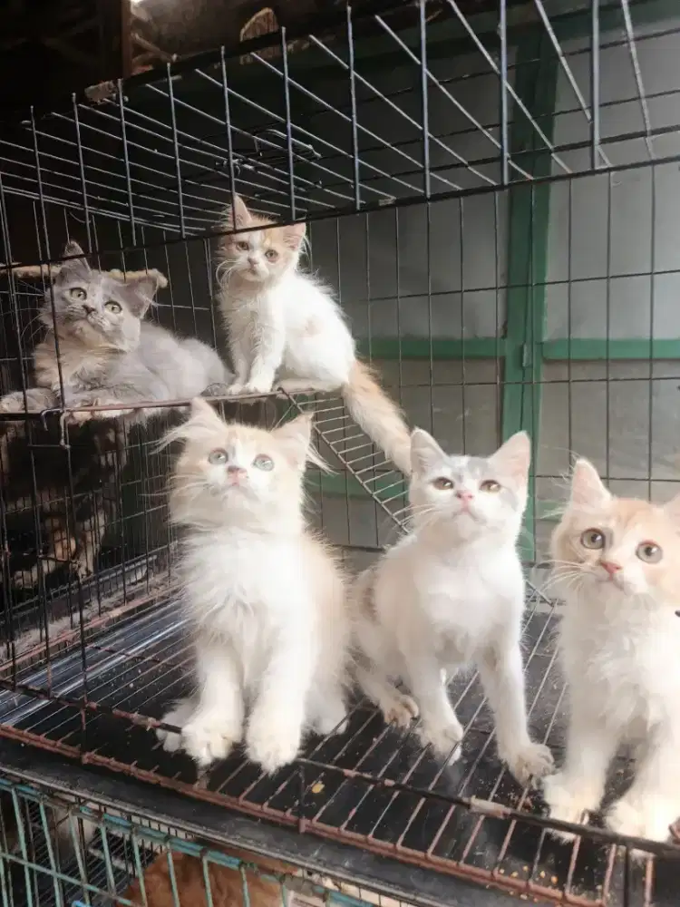 Kucing Persia lucu lucu..