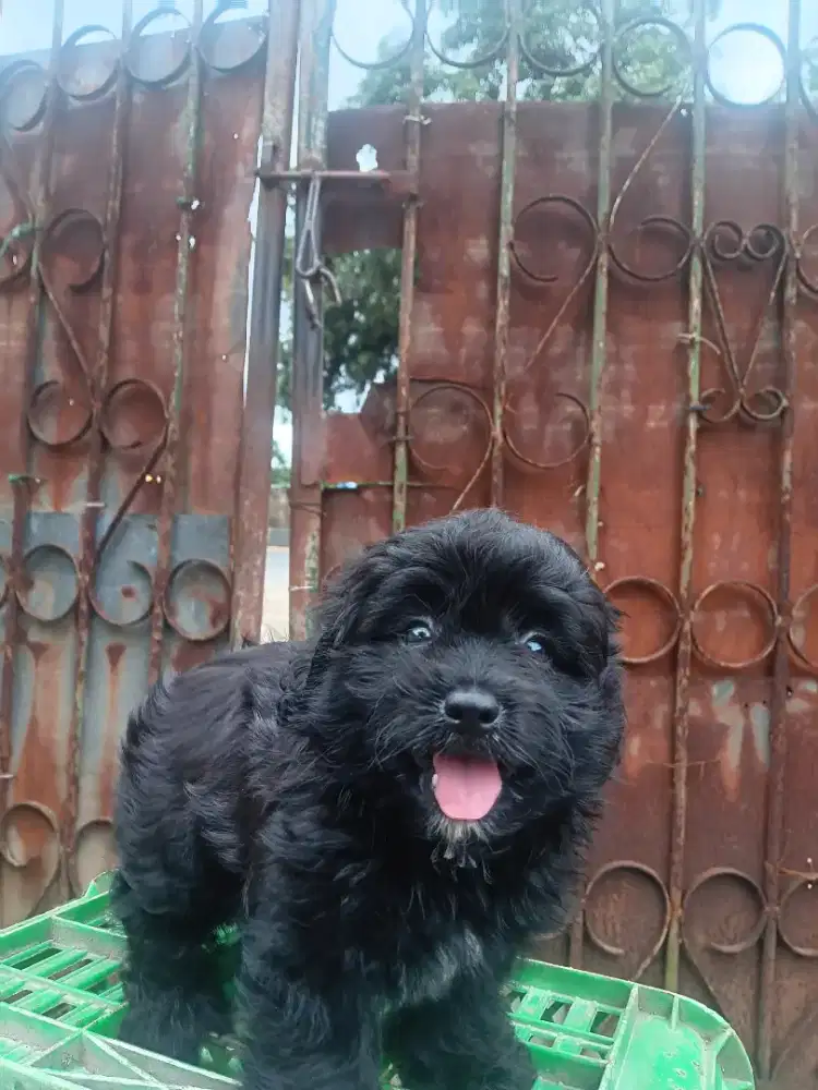 Anak anjing poodle mix pom