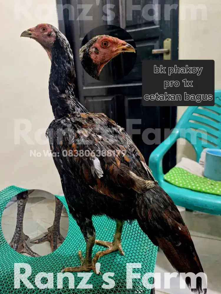 Ayam bangkok betina phakoy