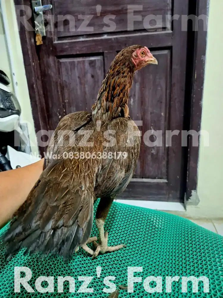 Ayam bangkok ekor lidi x kampung