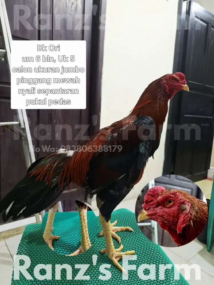 Ayam bangkok ori