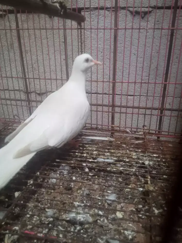 Burung puter pelung