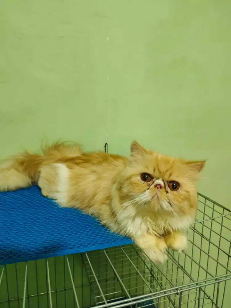 JASA PACAK/KAWIN KUCING