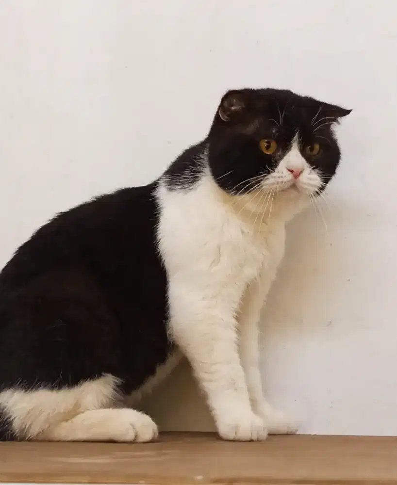 Scottish single fold