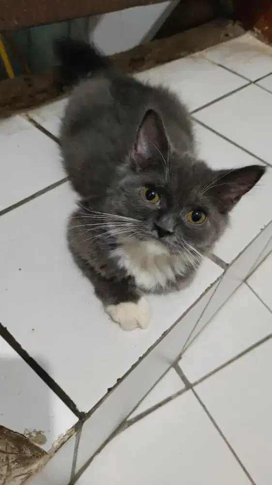 Baby cute kittens usia bulanan