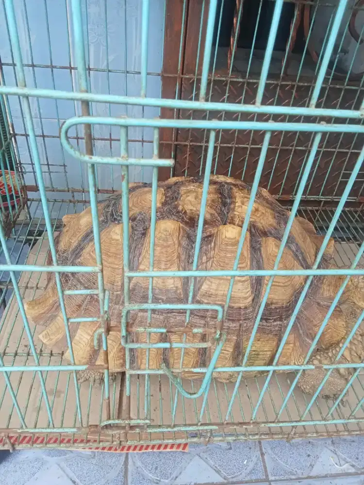 Reptil,kura,iguana. Baby ,indukan