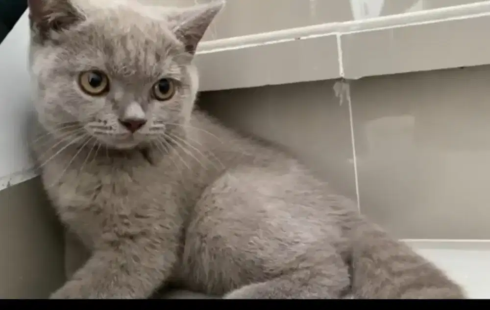 British shorthair Lilac kitten