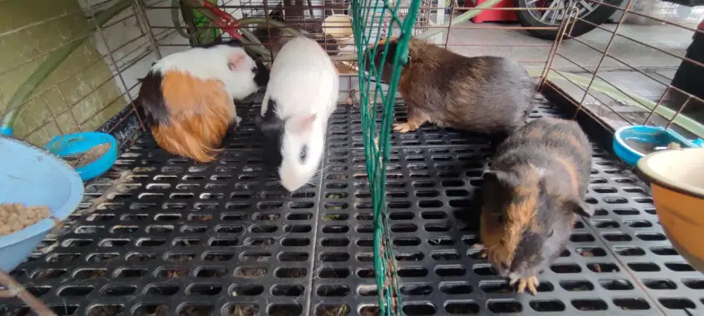 Marmut sehat terawat