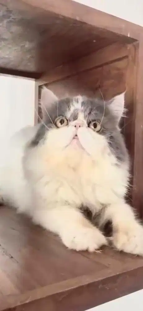 Kucing peaknose bicolor