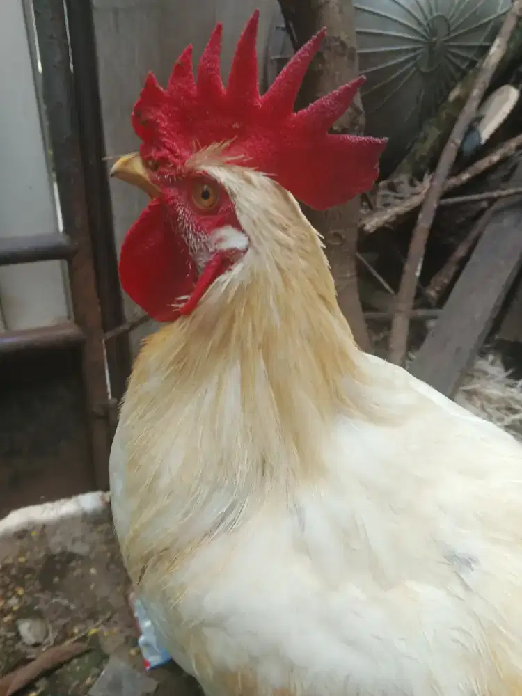 Anabul ( Ayam, bebek, entok, burung, marmut )