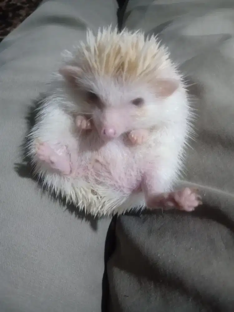 Jual landak mini albino red ruby