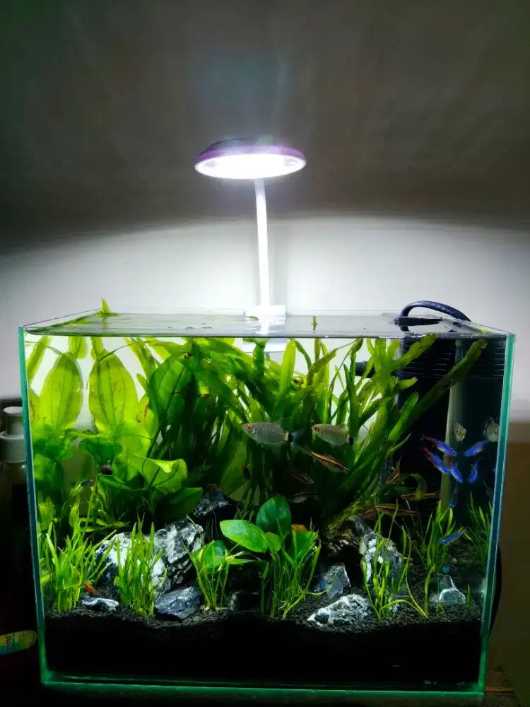 Aquascape Nature