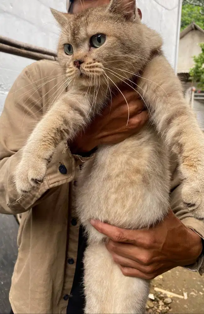 Kucing kitten British Golden Pure Jantan