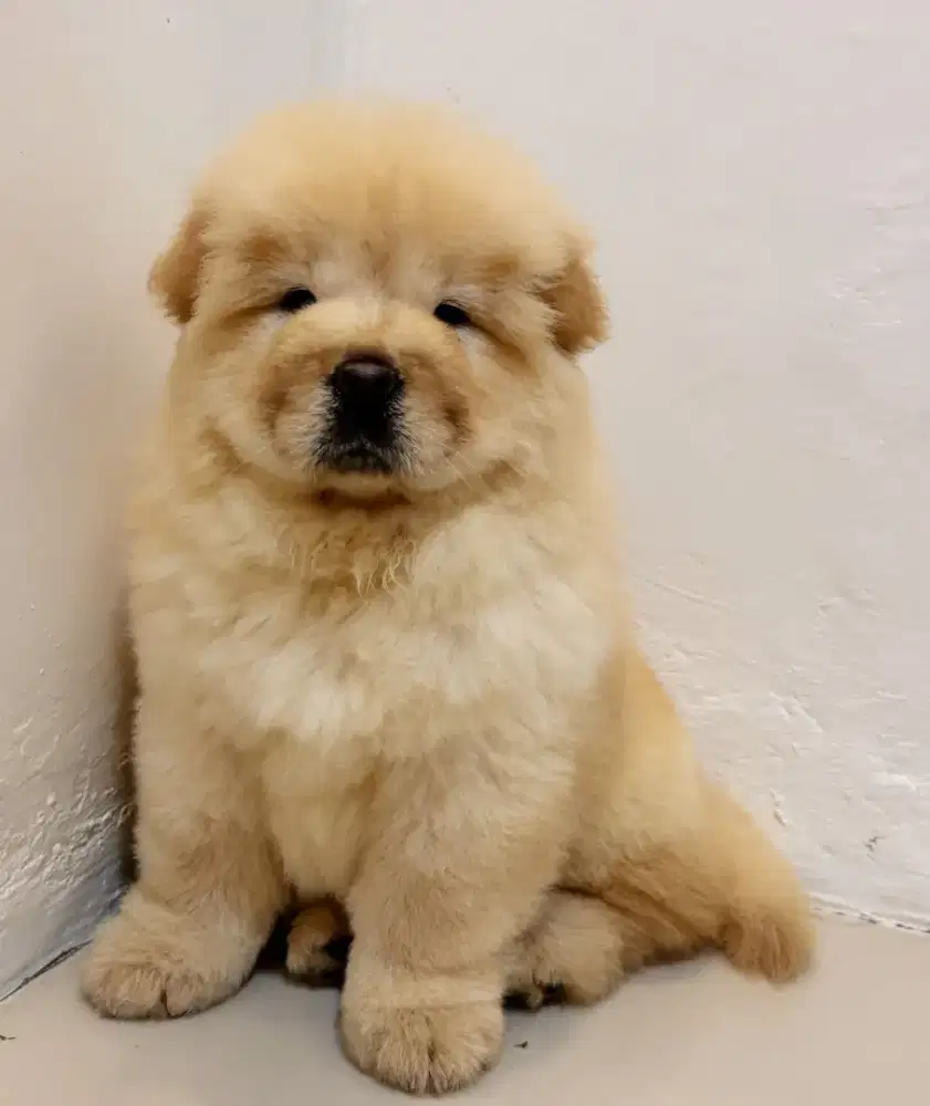 Chow chow puppy