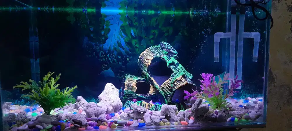 jual aquarium pemakaian 5 bulan