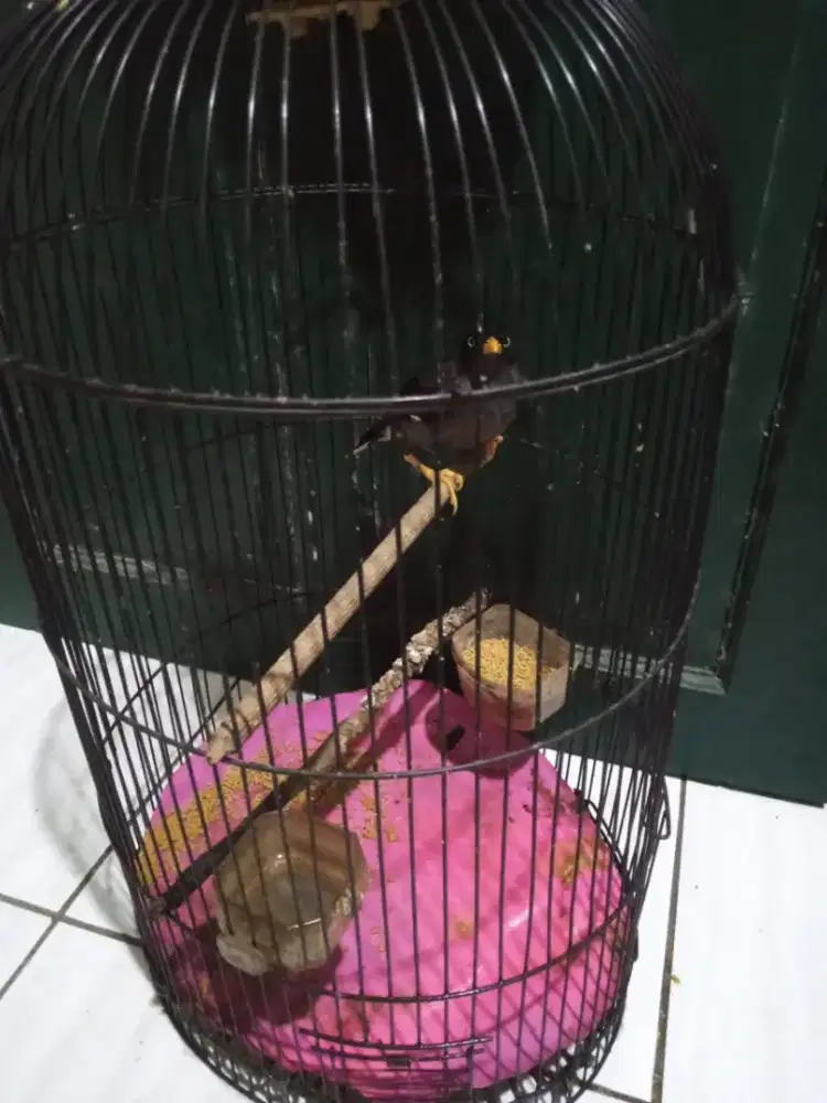 dijual burung jalak kebo jantan fullset