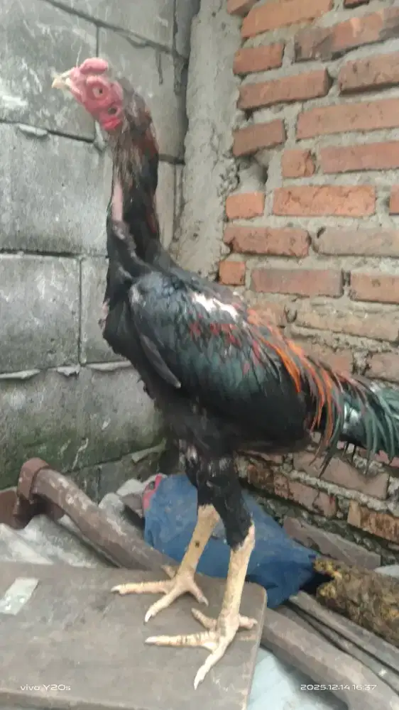 Ayam bangkok muda joss