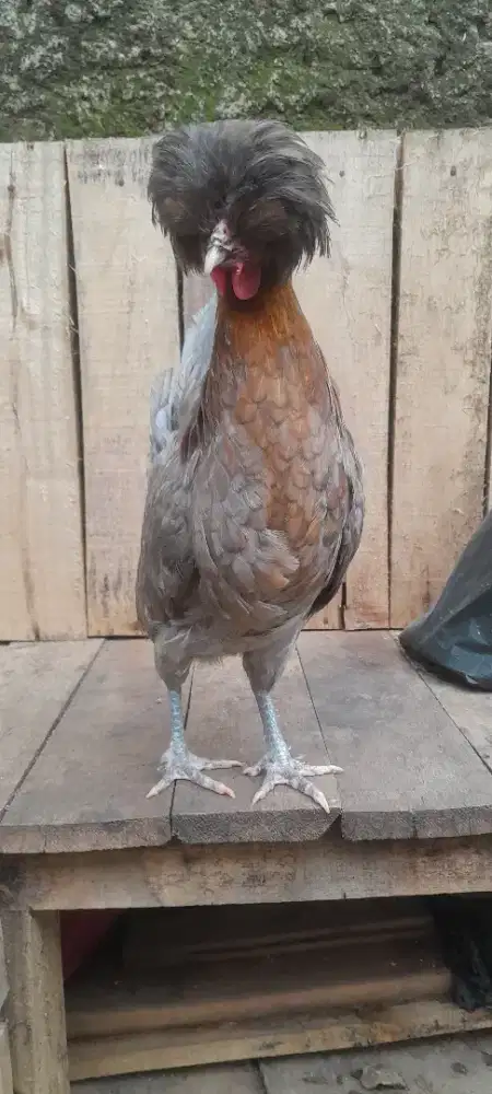Ayam poland blue fire
