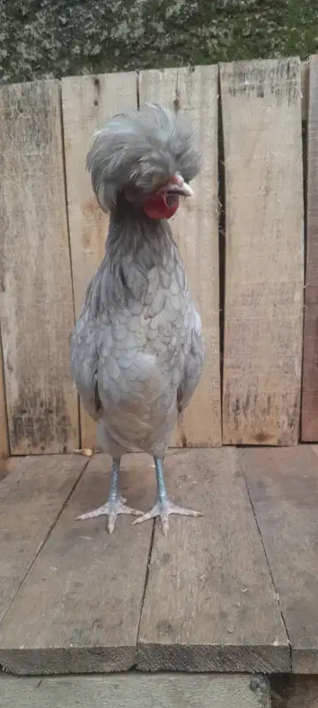 Ayam poland blue ice