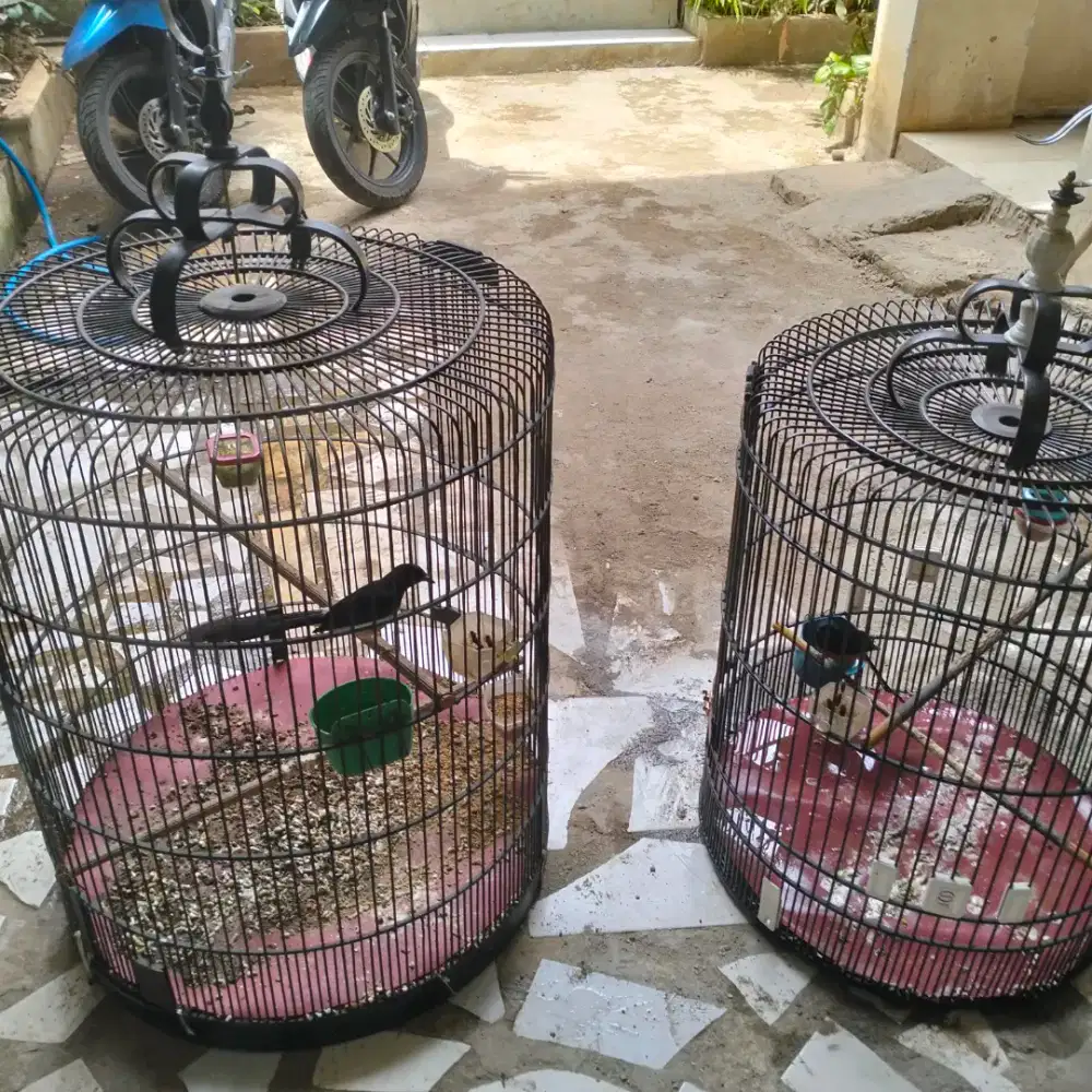 Murai sepasang + kandang Rafi baru yang satu pull shett 1,8 borong